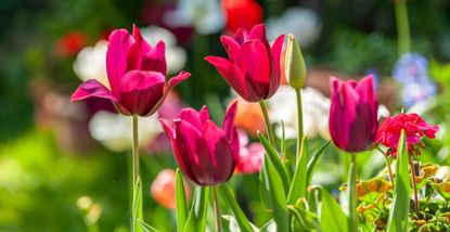 pink tulips in full bloom in a garden to support an expert guide on what to do with tulips after flowering