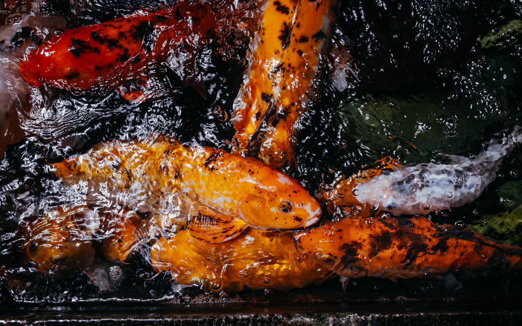 Vibrant koi fish swim in a pond, their scales displaying bright orange, red, and white hues. Water ripples around them