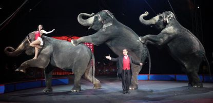 Elephants perform at a Ringling Bros. circus