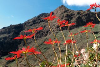 Wild poinsettias