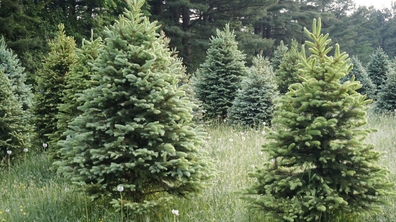 a dozen christmas trees outside