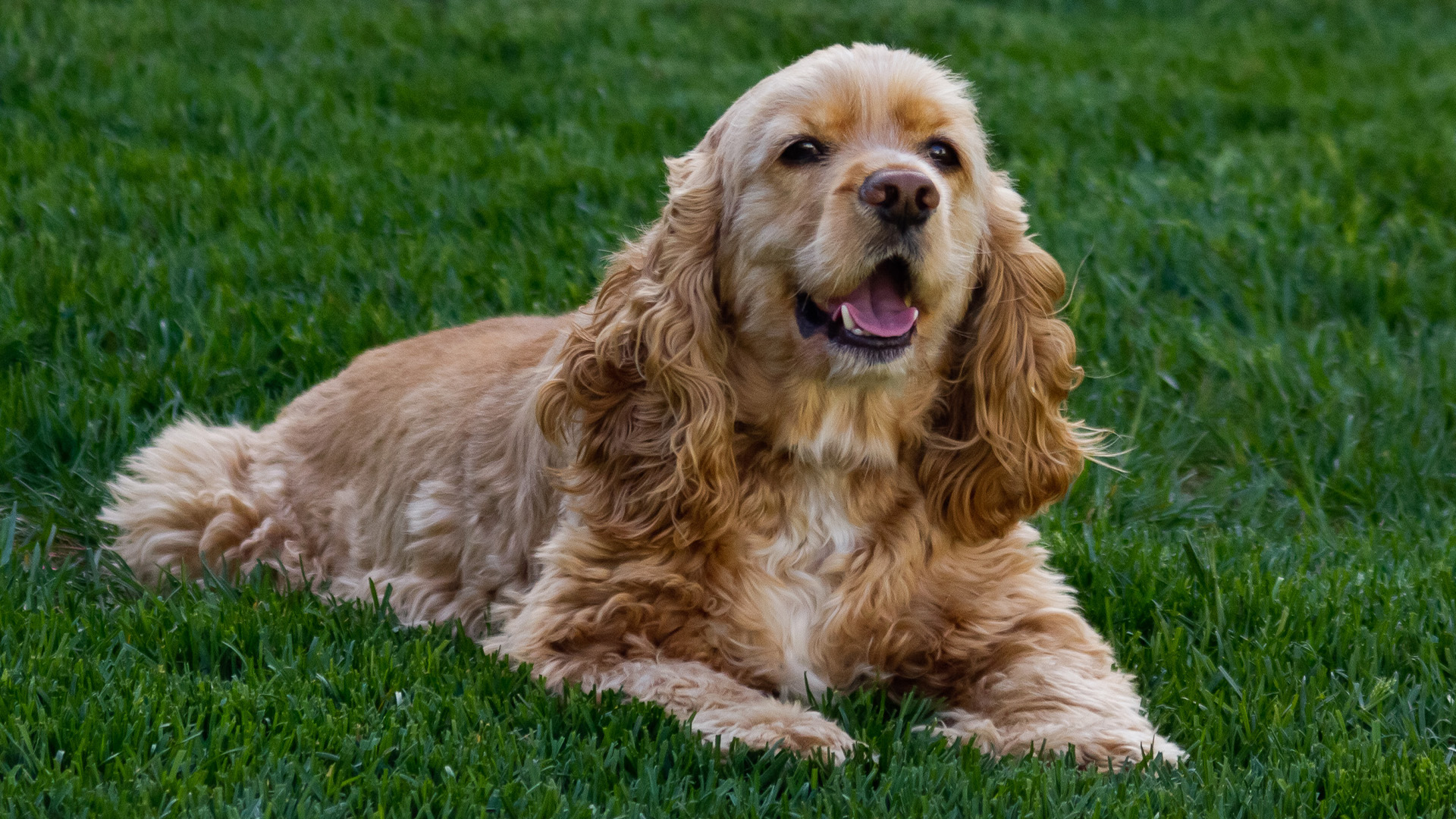 American Cocker Spaniel