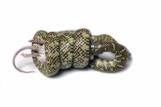 A kingsnake coils around a dead mouse that has a pressure sensor on it. Some kingsnakes exert more than twice the constriction pressure that rat snakes do.