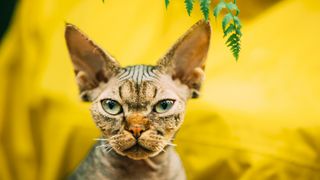 Devon rex cat green eyes and short whiskers