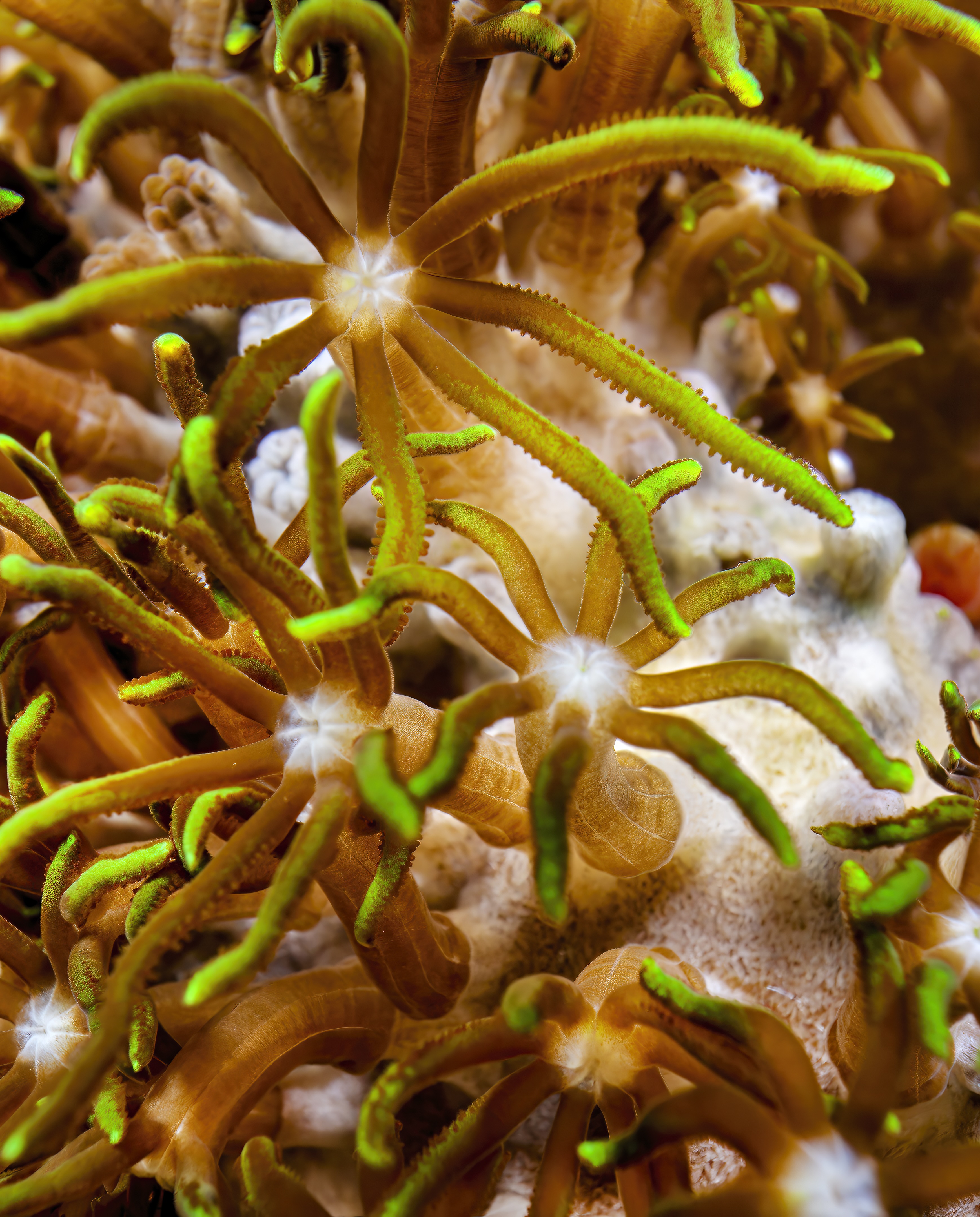 Green star coral