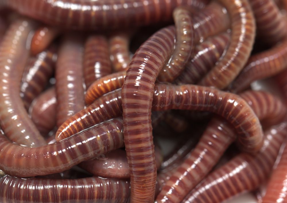 earthworms, worms