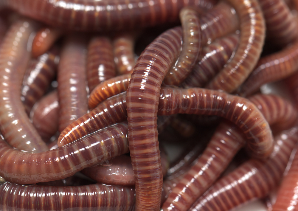 Will Two Worms Grow from a Worm Cut in Half?, Earthworms