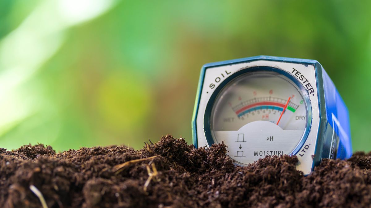 How often should you fertilize your lawn and when to do it Tom's Guide