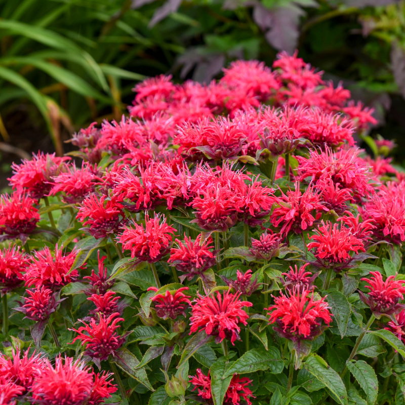 Sugar Buzz&amp;reg; Cherry Pops Bee Balm