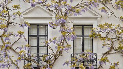 Wisteria vine in flower growing up a white house with black window frames