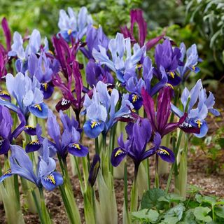 Crocus Dwarf Iris Collection