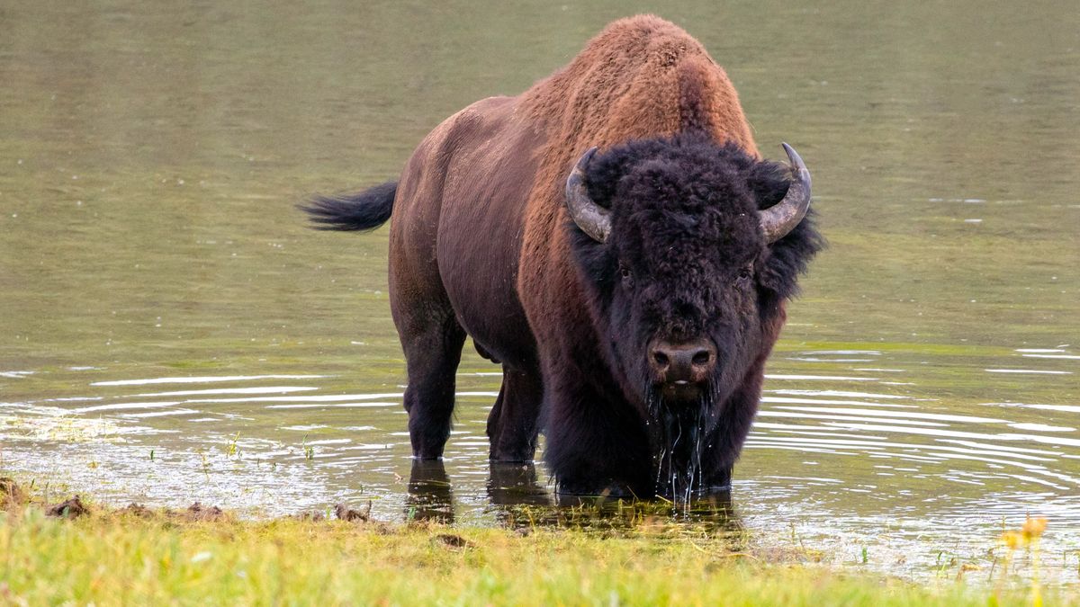 Bison standing in river at Yellowstone National Park, facing photographer