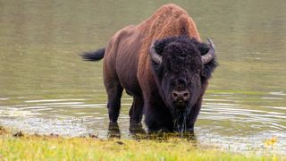 Bison standing in river at Yellowstone National Park, facing photographer