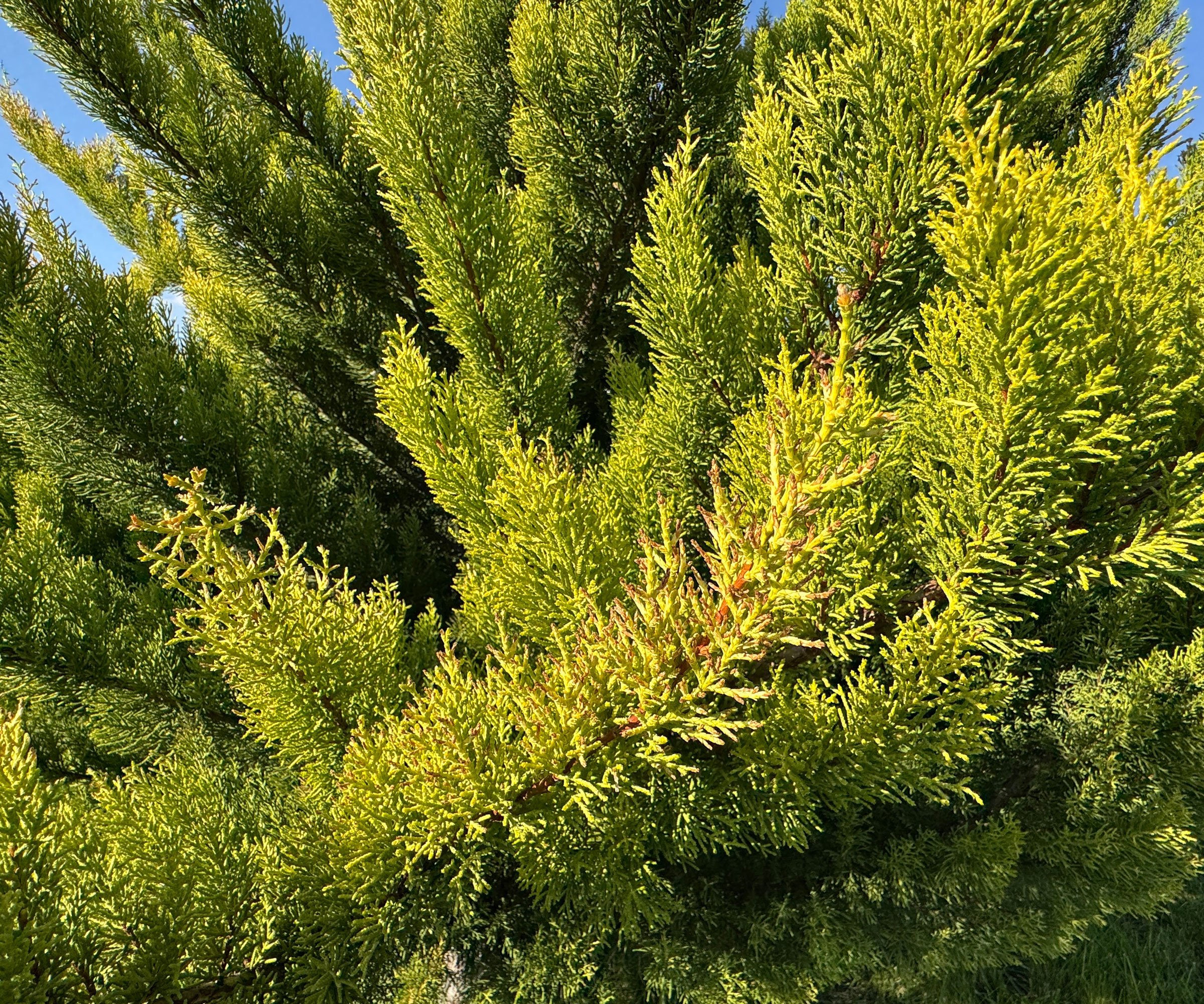Leyland cypress tree showing green branches