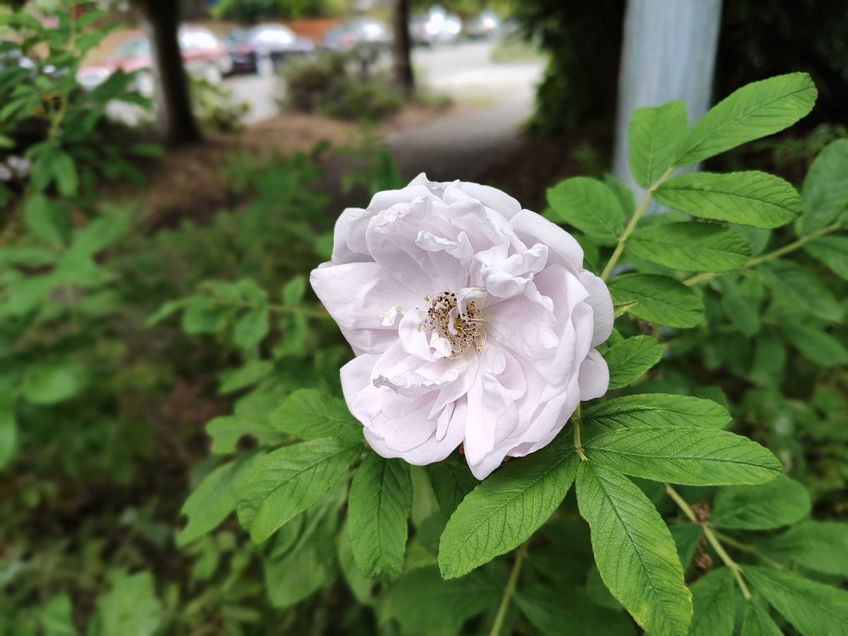 A pink flower
