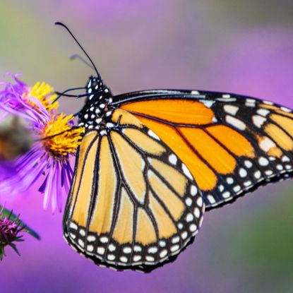 Monarch butterfly feeding on aster keystone plant