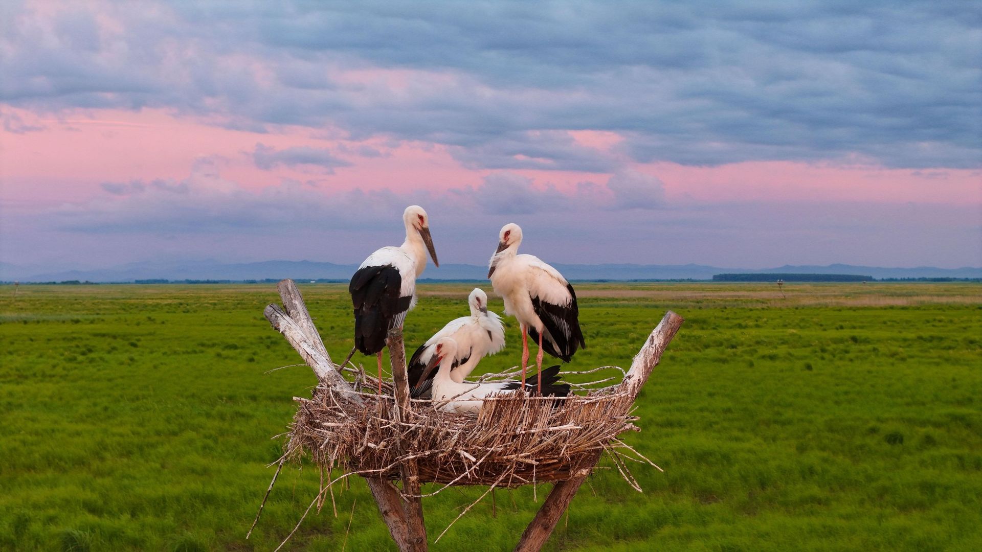
                                Oriental white storks perch in an artificial nest at Sanhuanpao National Nature Reserve in Fujin City, China
                            