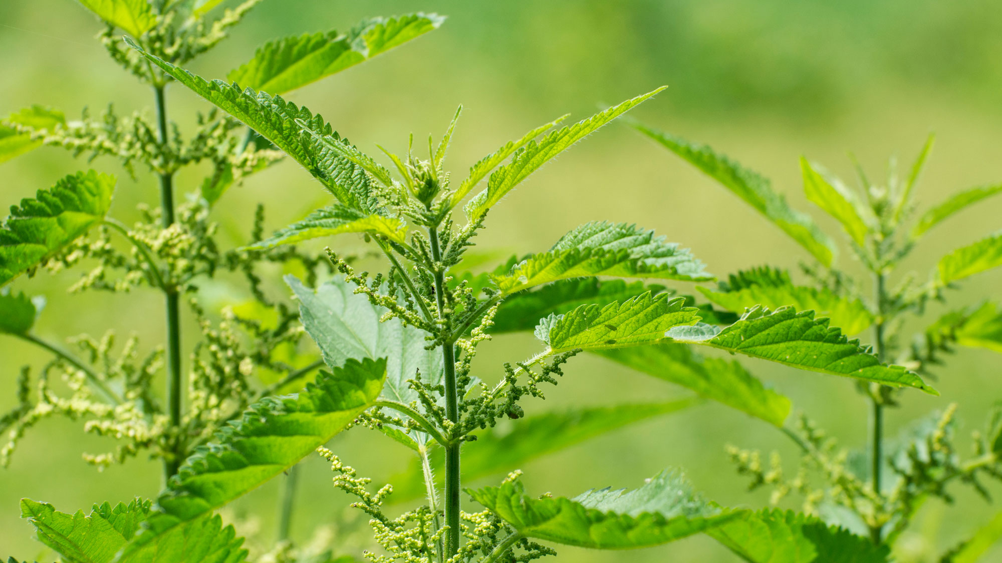 garden weeds stinging nettles and fertile garden soil