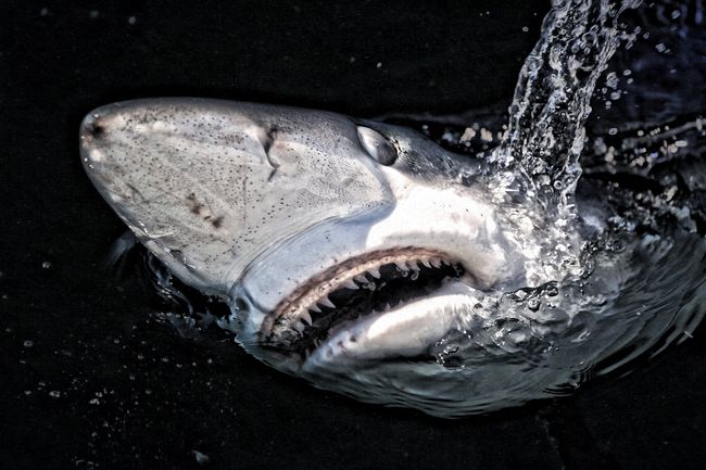 The Vitec Group - Shark 2