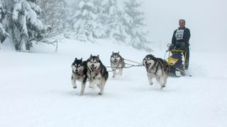 Alaskan malamutes sledding