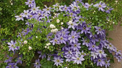 summer clematis on wall with climbing rose