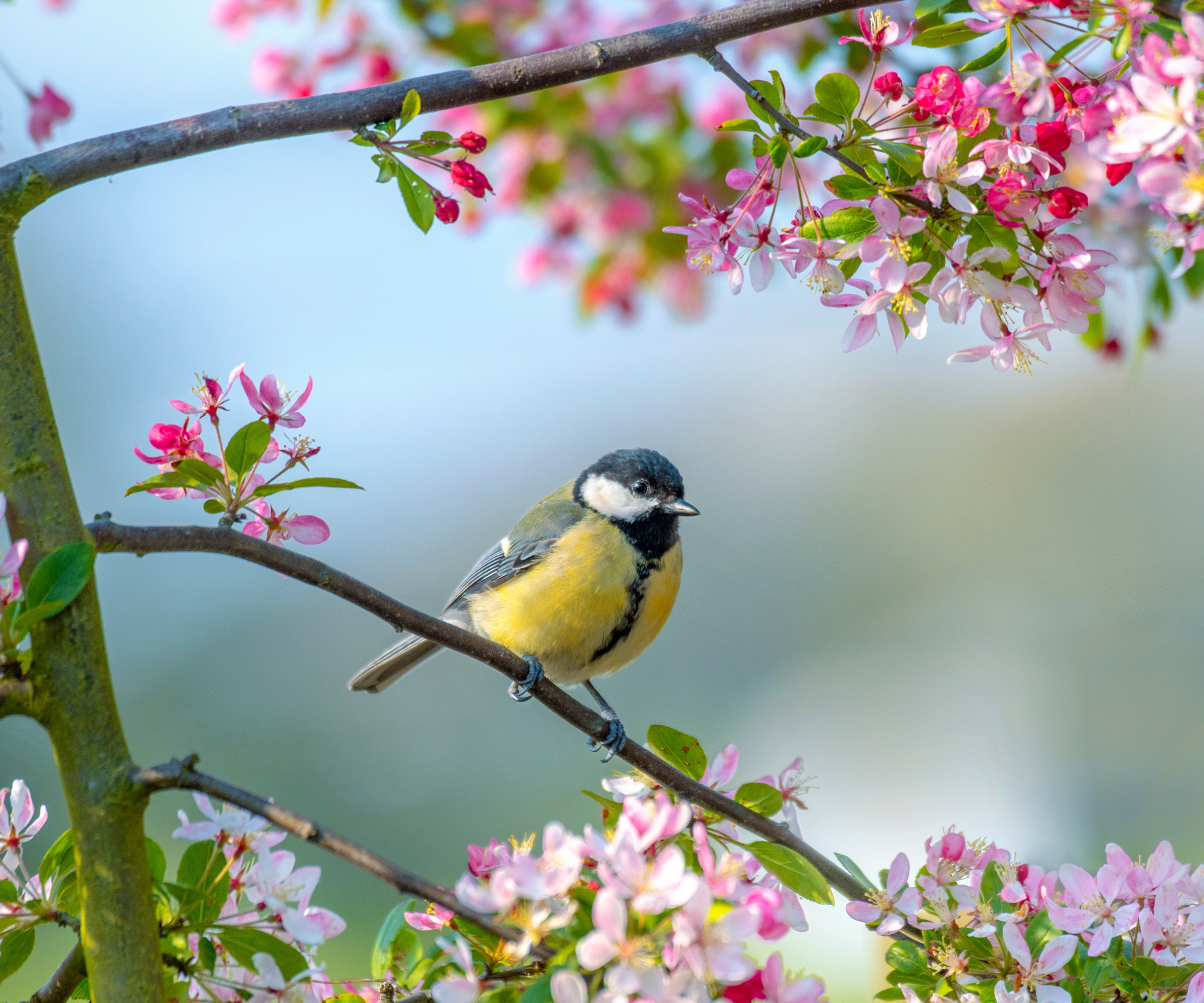 Blue tit bird sitting on a tree branch with white and pink blossom