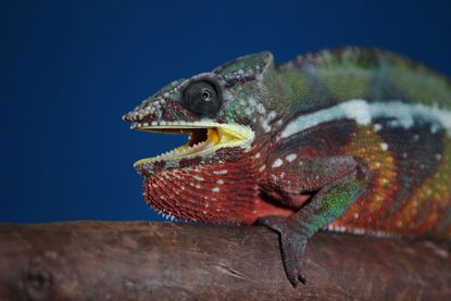 A panther chameleon.