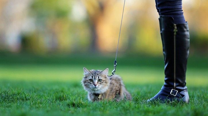 How to leash train a cat