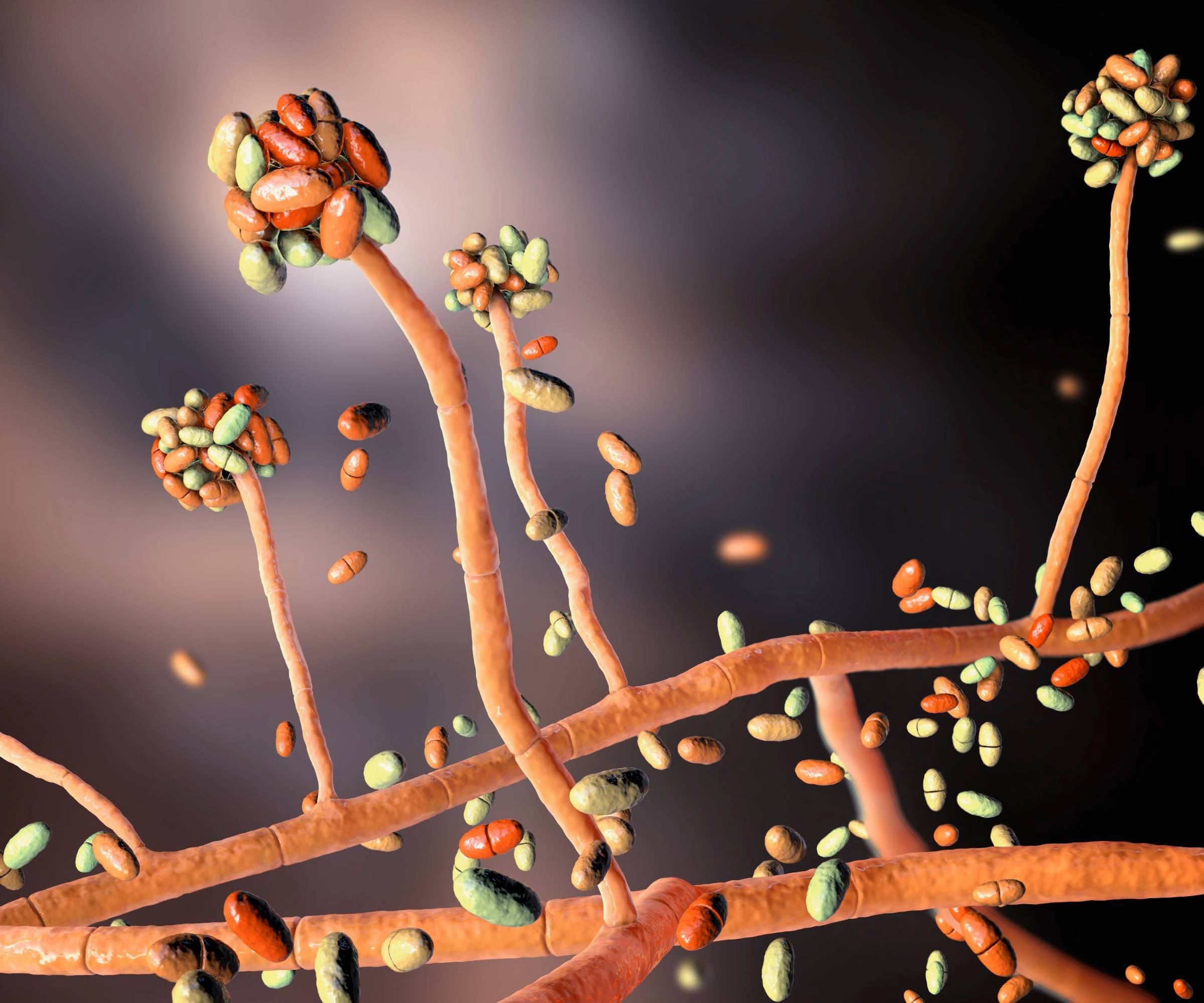 Acremonium illustration