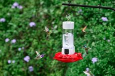 a smart bird feeder surround by hummingbirds