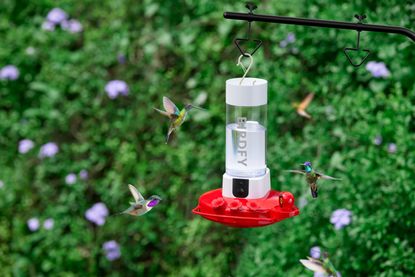 a smart bird feeder surround by hummingbirds
