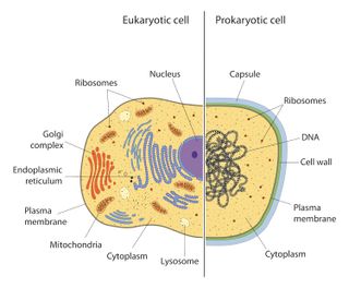 Image highlights the differences between prokaryotic and eukaryotic cells. In particular, the diagram highlights the presence of a nucleus, membrane-bound organelles and complex ribosomes in eukaryotes, compared with prokaryotes, which have simple ribosomes and do not have a nuclus or membrane-bound organelles.