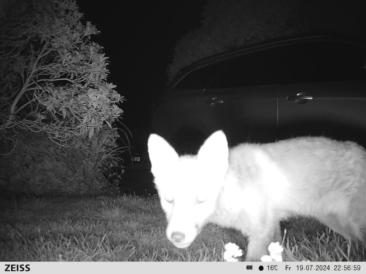 Sample image from the Zeiss Secacam 7 trail camera
