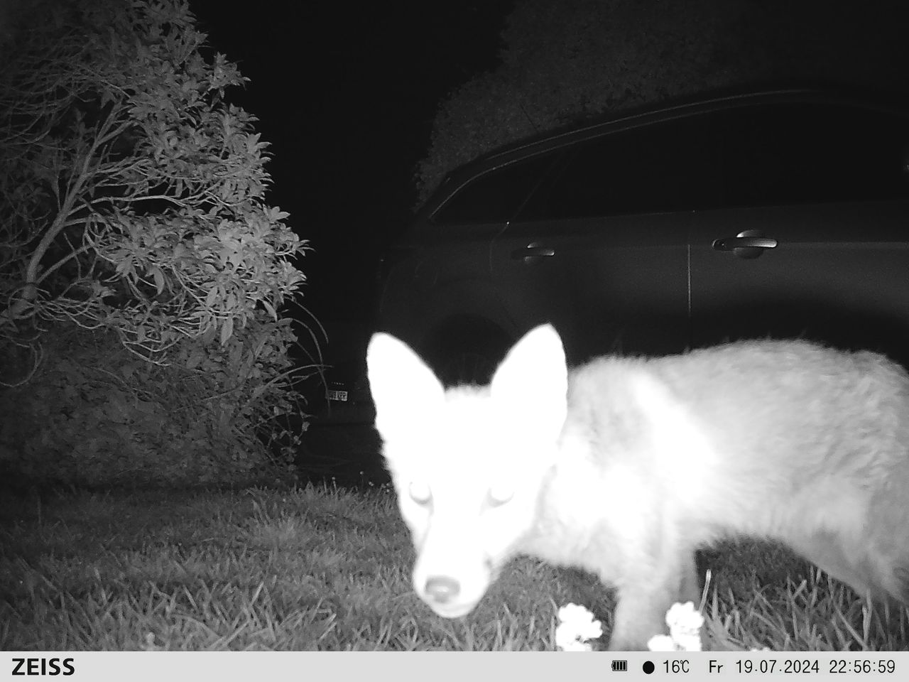 Sample image from the Zeiss Secacam 7 trail camera