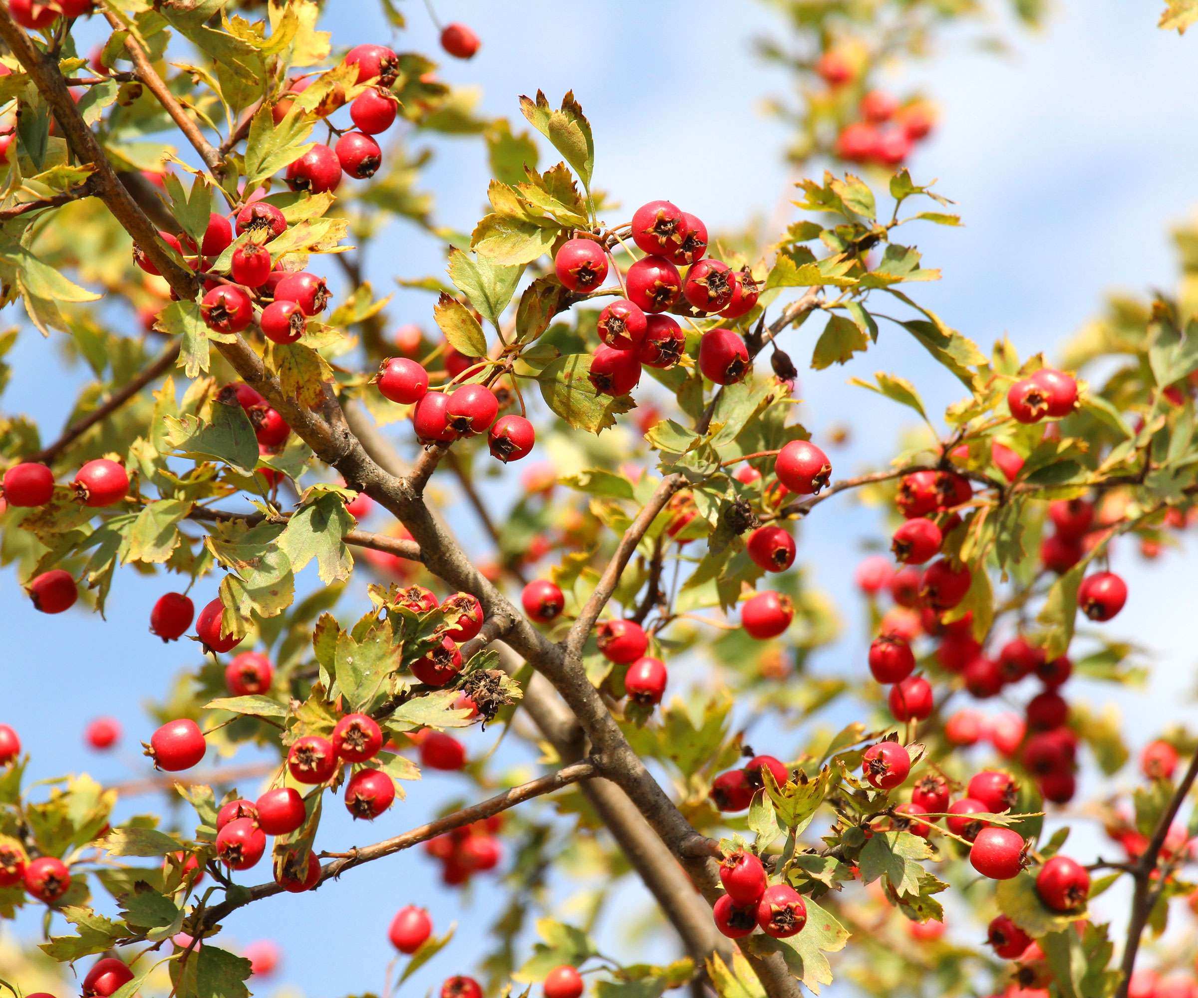 hawthorn tree with red berries