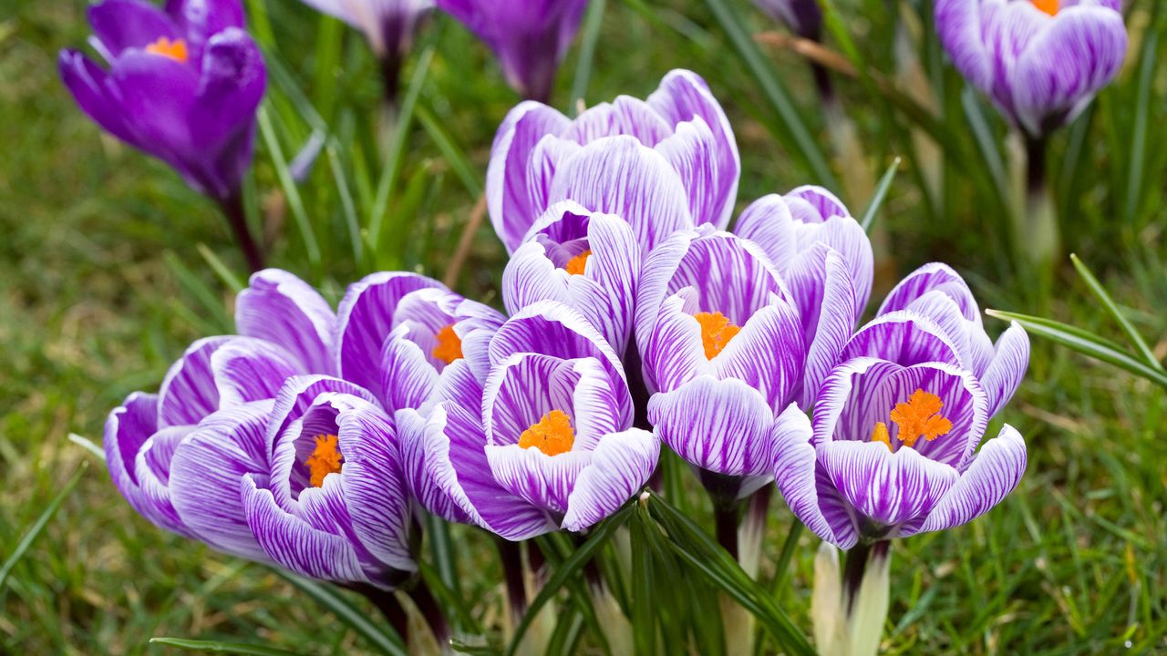 Purple and mauve Pickwick crocuses