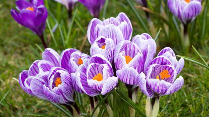 Purple and mauve Pickwick crocuses