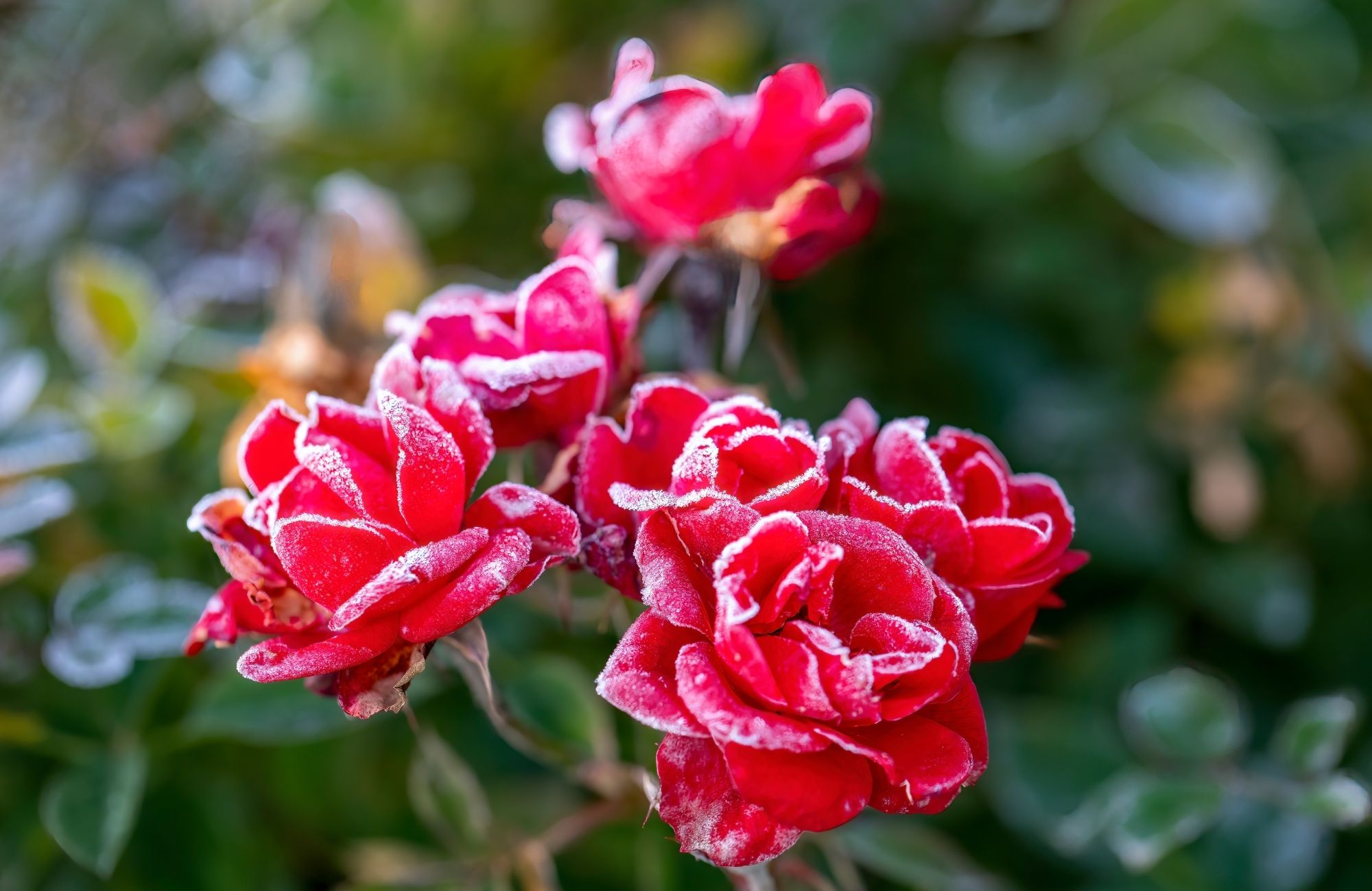 Roses in frost