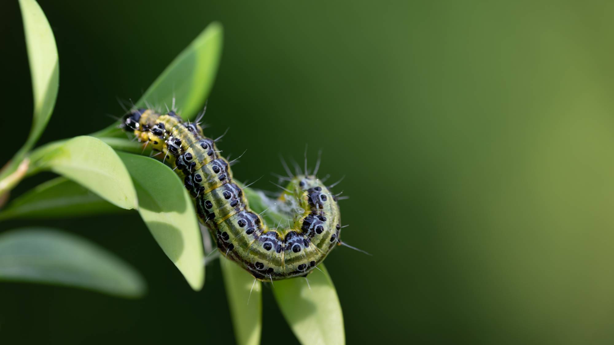 Box tree moth caterpillar on boxwood leaves