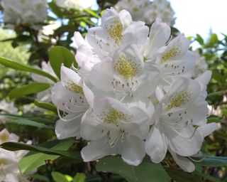 white flowers of rosebay rhododendron or rhododendron maximum