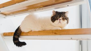 White and black exotic shorthair