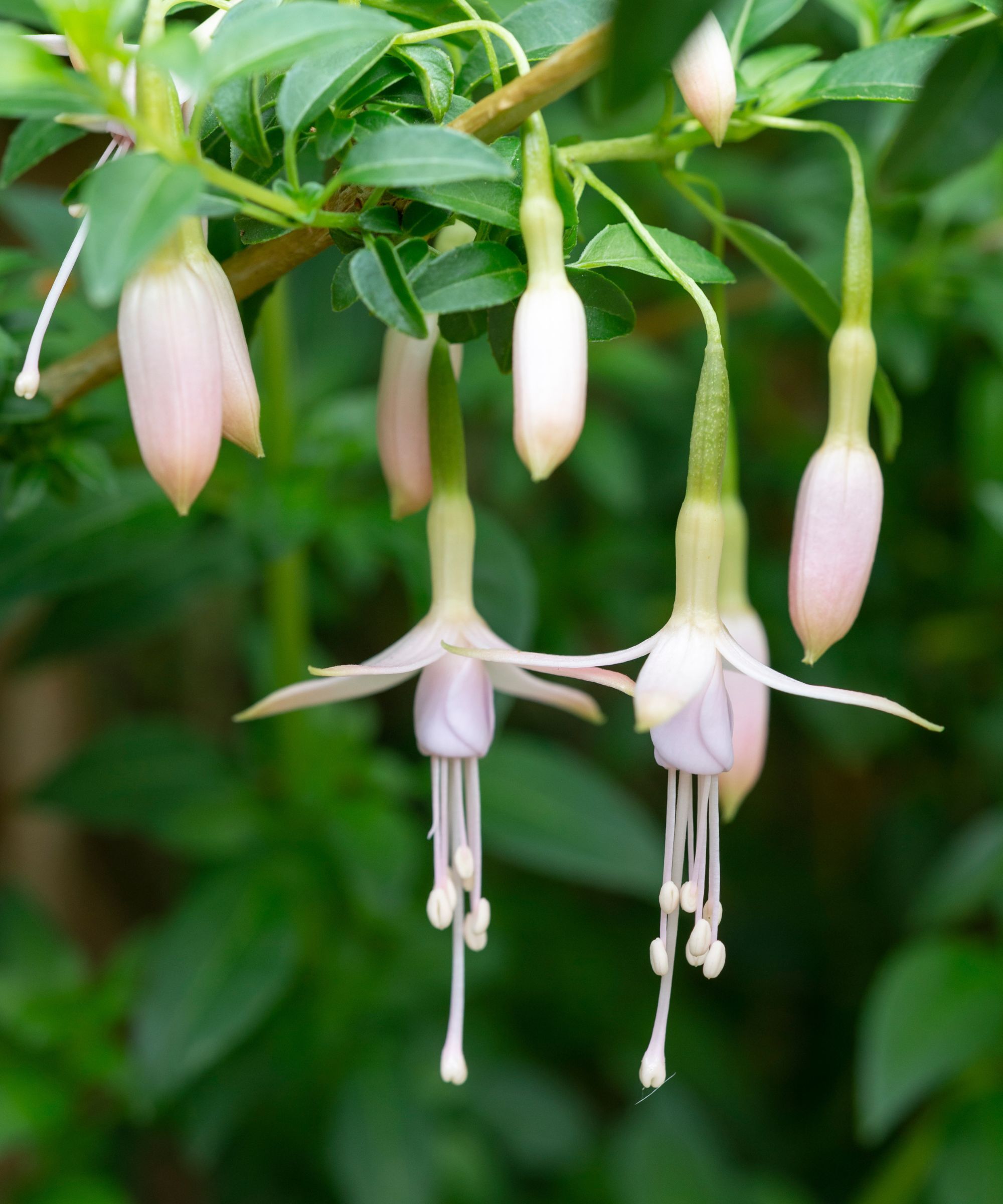 A white fuchsia plant