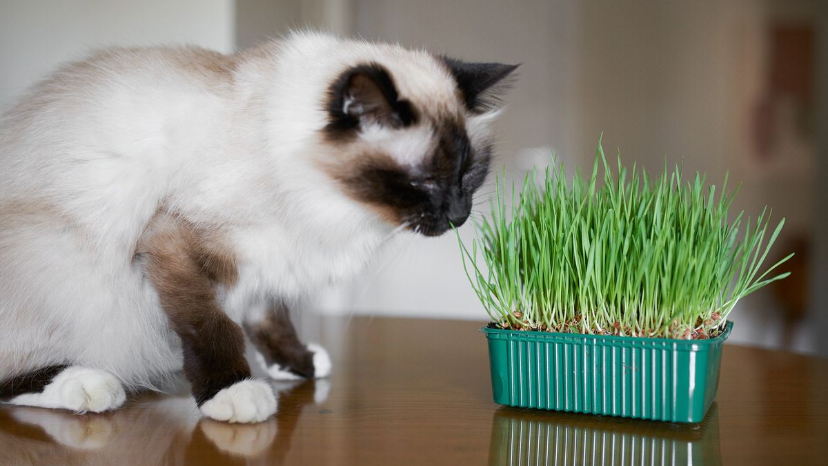 Birman cat sniffing catnip plant