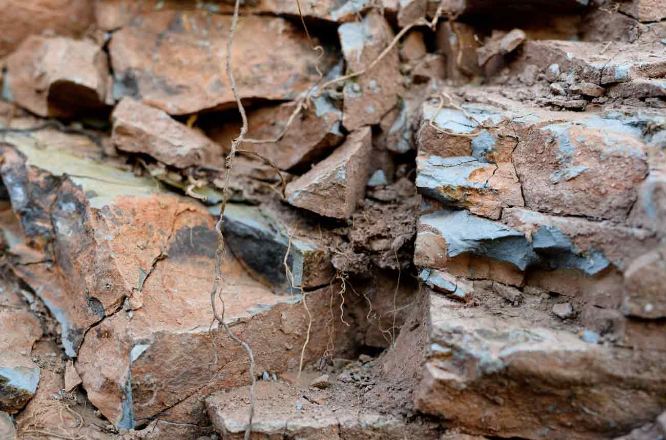 Deep roots and volcanic soils in Hamel's Nuns Canyon Vineyard.