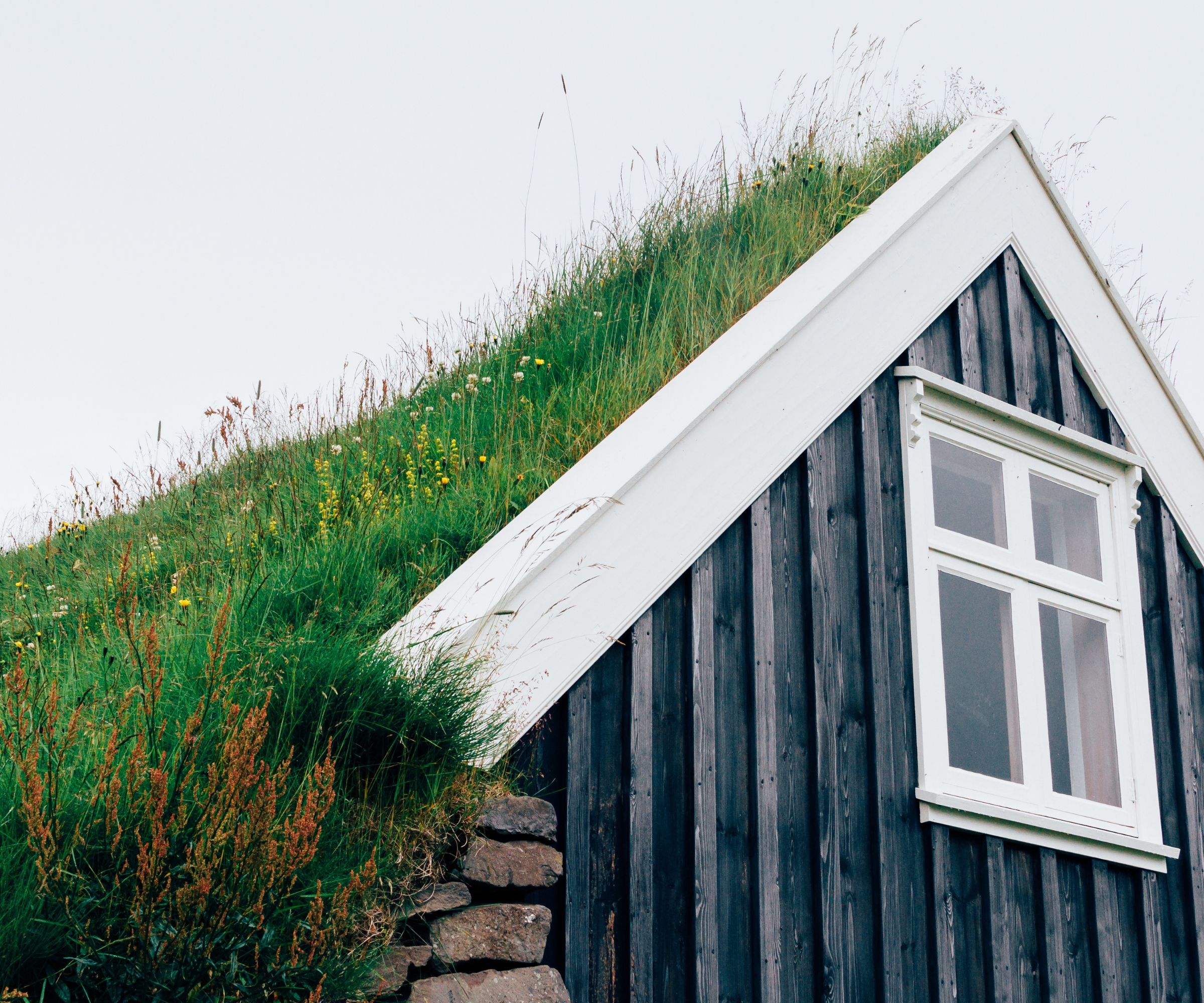 A living roof, viewed from below, with grass and flower growth.