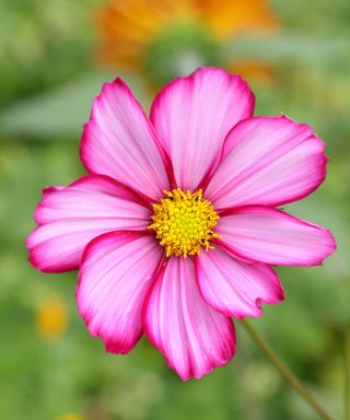 multi-colored pink blooms of Cosmos bipinnatus ‘Candy Stripe’