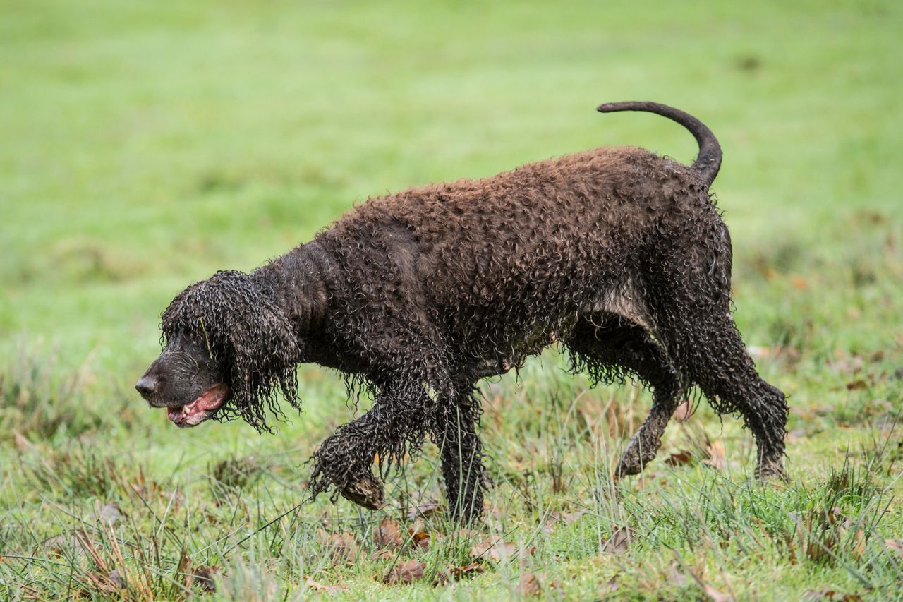 Rare breed dogs