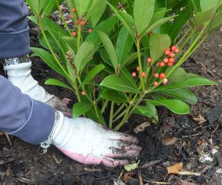 Planting a container-grown shrub