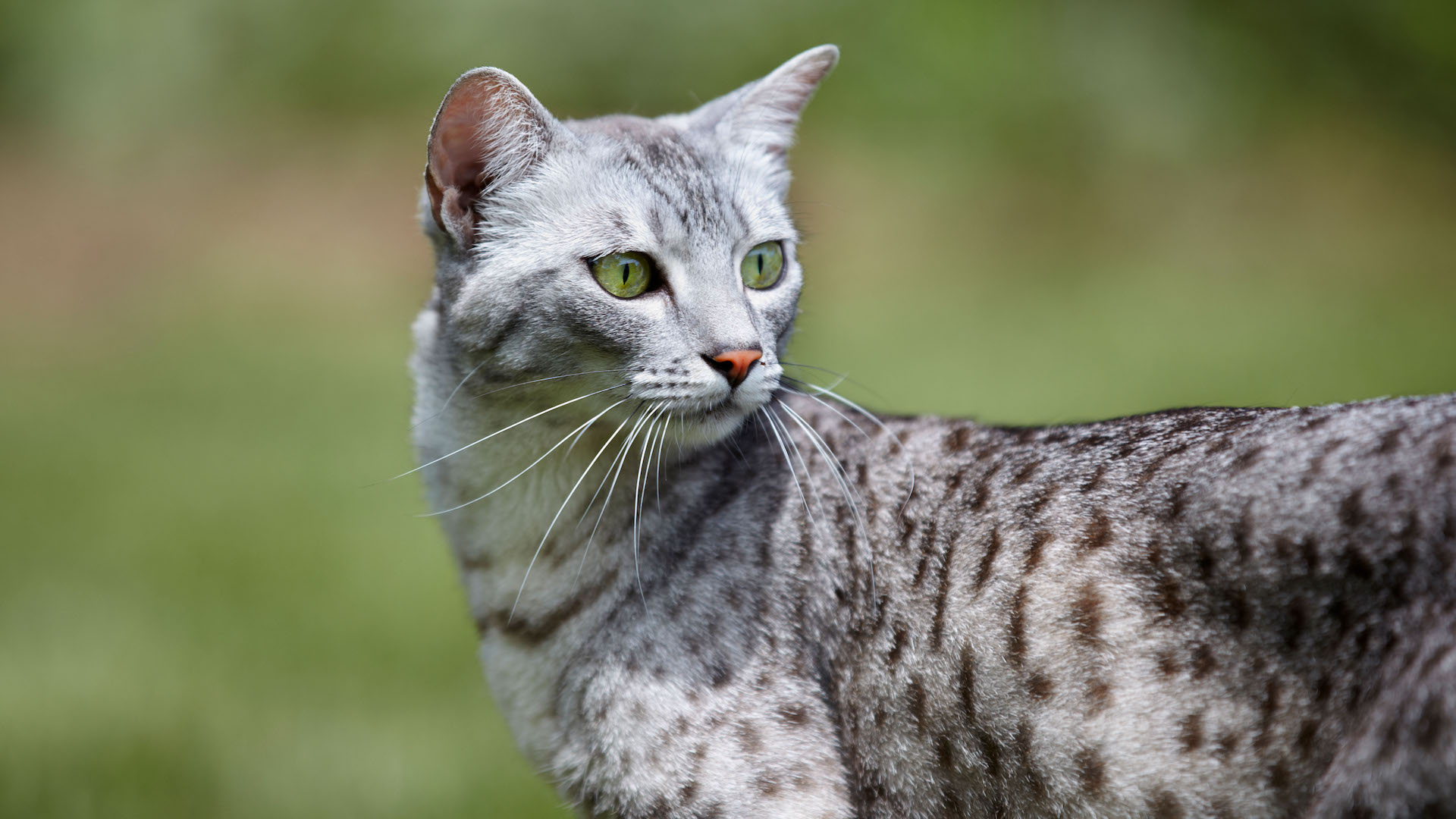Egyptian mau cat