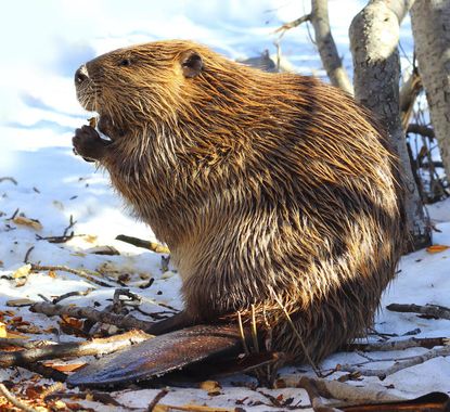 Amateur explorer reaches largest beaver dam on Earth